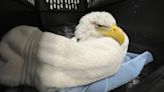 慘！誤食安樂死動物 「美國國鳥」白頭海鵰3死10中毒