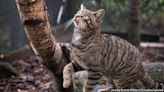 A story of Scottish wildcats