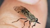 Brits warned as ‘Dracula’ horseflies terrorise sunbathers during heatwave