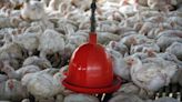 Three People in Colorado Presumed Positive for Bird Flu