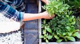What are raised garden beds good for? Experts reveal the benefits for both gardeners and plants