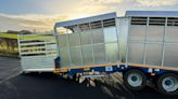Home-built beavertail cattle trailer offers easy loading - Farmers Weekly