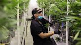 DEA cannabis rescheduling could mean lower costs for industry, consumers