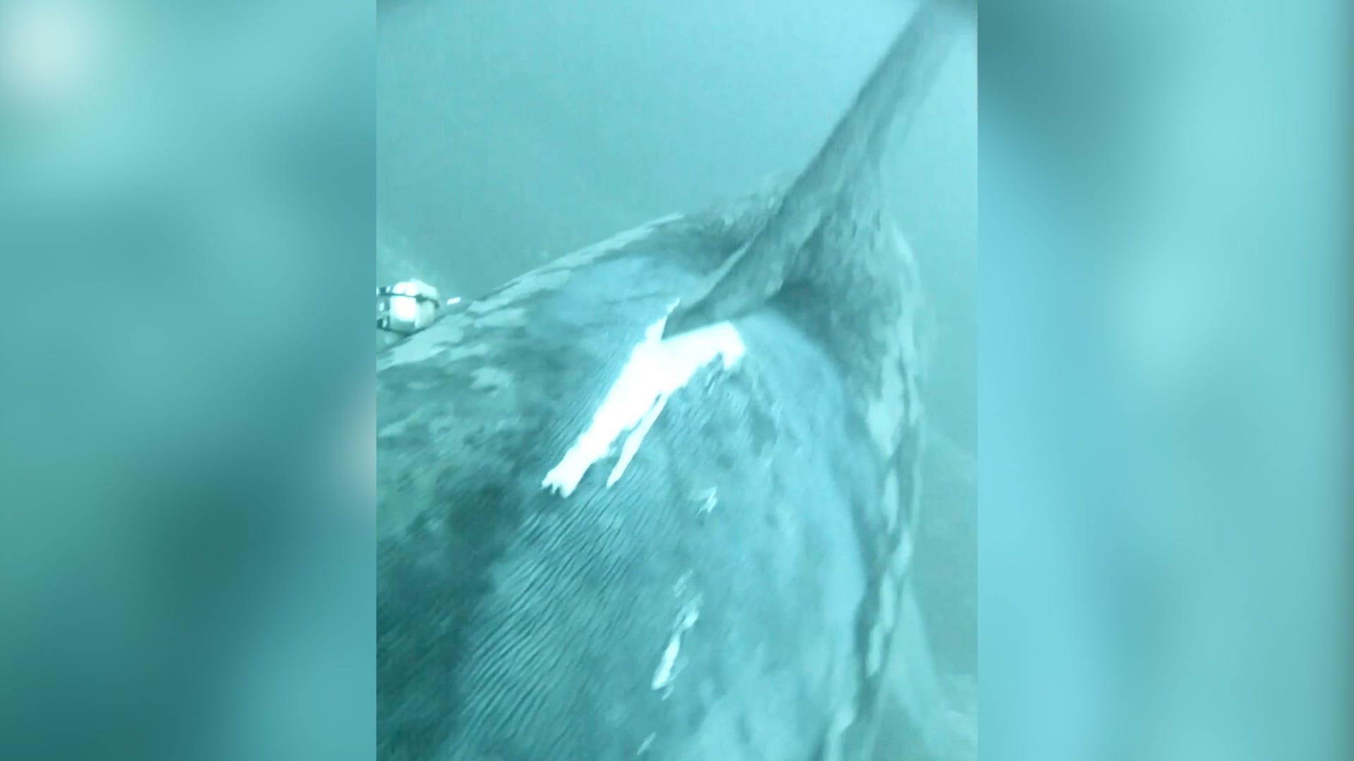 Watch a shark's perspective as boat cuts across her back, damaging skin, scraping fin