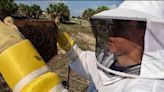 Importance of beekeeping in Florida's agriculture