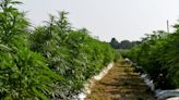 Changes to Farm Bill will have 'minimal impact' on Delaware hemp growers