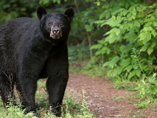 What to Do if You Encounter a Bear: Experts' Life-Saving Tips