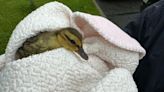 Lucky duckling rescued by Cortlandville firefighters after falling into storm drain