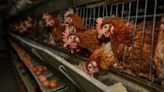 How Bird Flu Is Shaping People’s Lives