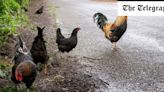 The Norfolk village overrun by feral chickens