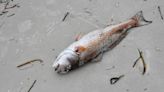 Red tide: Sarasota County says not enough dead fish to start cleanup efforts