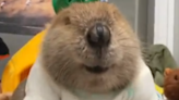 Rescue beaver builds dam with stuffed toys