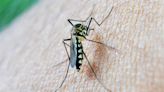 Salud detecta en Montalbán mosquitos potencialmente transmisores del virus del Nilo