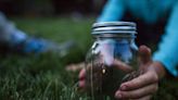 The Secret to Catching Fireflies