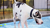 Giant Great Dane Tries To Make Friends With a Frog Swimming in the Family’s Pool