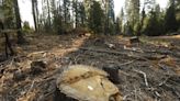 Logging project in Yosemite National Park halted after environmental lawsuit