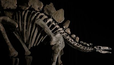 Stegosaurus skeleton sets auction record, selling for $44.6 million