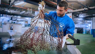 El Oceanogràfic recupera 30 corales procedentes de redes de pesca en Castellón