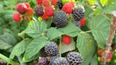 Oregon black raspberries are nearly impossible to find. Why is that?