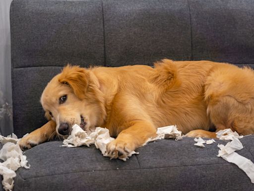 Proud Golden Retriever Is Far Too Excited To Show Mom What She Found in the Trash