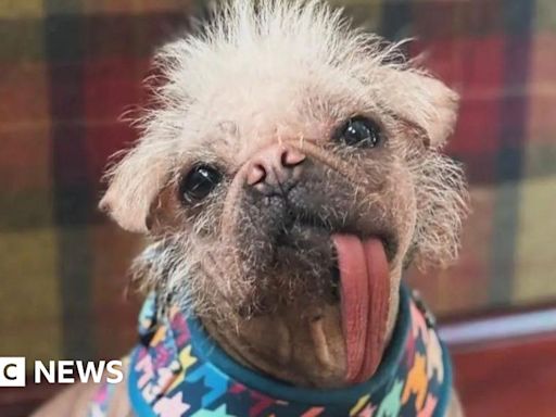 Life with the 'ugliest' dog who now stars in Deadpool & Wolverine
