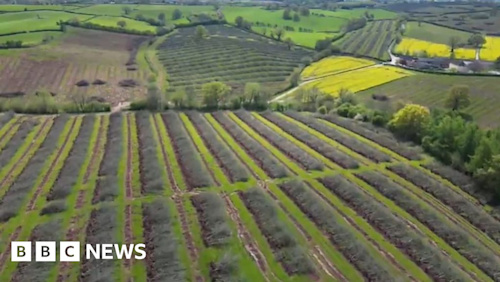 Cider: Heineken chops down thousands of apple trees in Monmouthshire