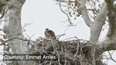 See baby red-tailed hawk sharing a nest with 2 eaglets in San Simeon