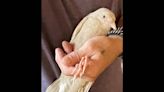 An albino crow? A baby one was just discovered in Connecticut. See the rare creature