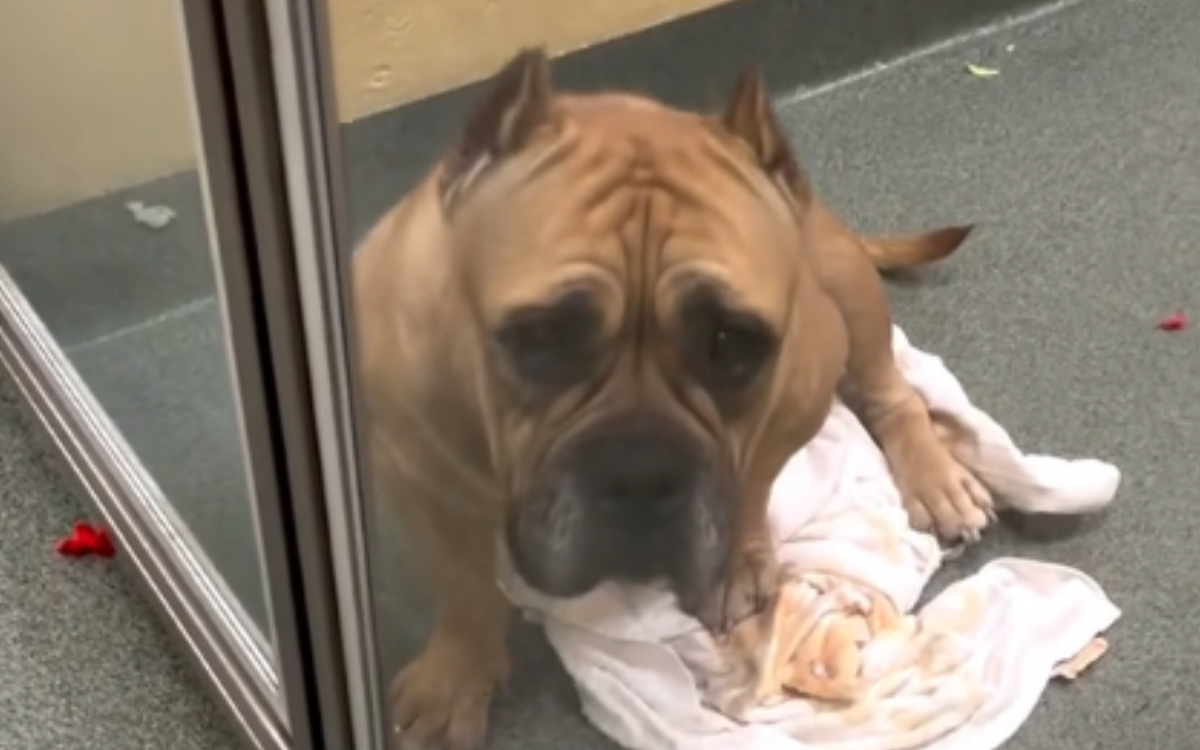 Shelter dog "sad and worried" after being adopted and returned within week