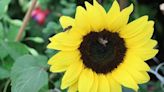 Semilla de girasol: aliada para la salud y belleza