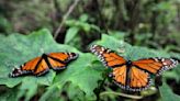 Prevén llegada de visitantes a santuarios de la mariposa monarca