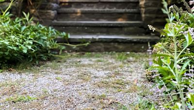 Kill gravel weeds with garden remedy that 'does the trick' in 2 uses