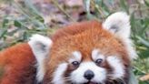 'She was a rock star mom': Cincinnati Zoo mourns death of Lin, beloved red panda
