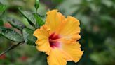 44 Types of Hibiscus That Will Add Colorful Blooms to Your Garden