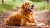 Golden Retriever 'Adopts' Tiny Fawn and the Video Is Full of Sweetness