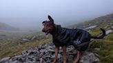 Dog’s sit-down protest on Scafell Pike forces mountain rescue to save the day