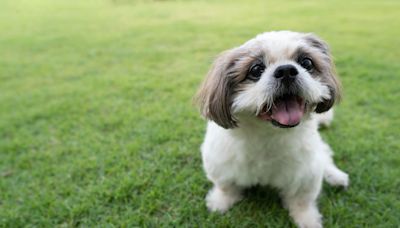 Moment Unbothered 18-Year-Old Shih-Tzu Starts Floating Away in the River Has Viewers Gasping