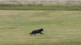 Some of Colorado's first wolf pups in 80 years are believed to have been killed in Wyoming