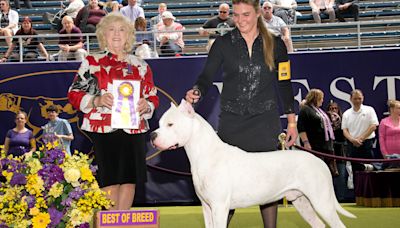 El Paso's Alpha Del Caritas takes top breed title at 2024 Westminster Dog Show