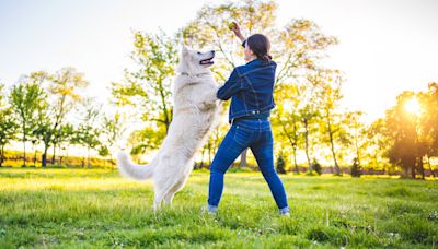 Want a happy and well behaved dog? Trainer reveals the secret (and it's easier than you think!)