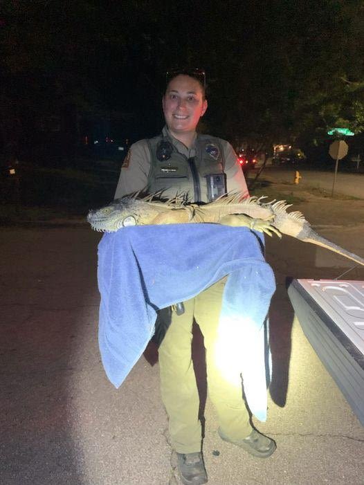 5-foot iguana found wandering loose in North Carolina