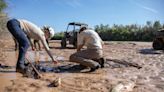 Rescuing silvery minnows like ‘slapping a Band-Aid on a severed limb’