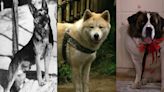 De Rin Tin Tin a Beethoven: Recuerde a los perros que conquistaron la gran pantalla