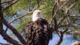 Southwest Florida Eagle Cam is back! What to know as the hit livestream starts 12th season