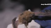 Colorado Parks and Wildlife testing vaccines for bat disease