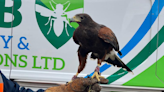 Hawk employed to control gull numbers