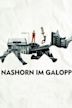 Nashorn im Galopp