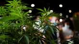 Jersey States votes not to decriminalise cannabis