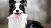 Vet reveals dog breed with 'focus' but warns they'll 'wreak havoc' if bored