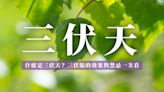 三伏天是什麼？冬病夏治的最佳時機？中醫師告訴你三伏貼的效果、注意事項與禁忌